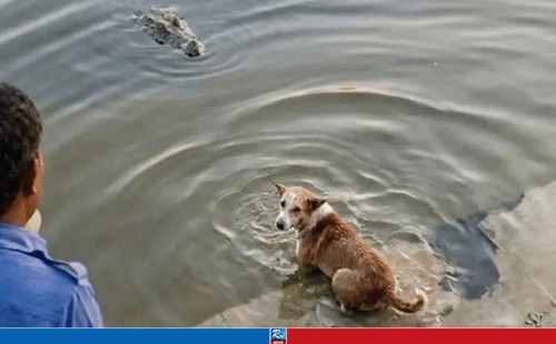 কুকুরটিকে কুমির খেয়ে ফেলল
